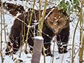 Bär aus dem Bärenwald Müritzk